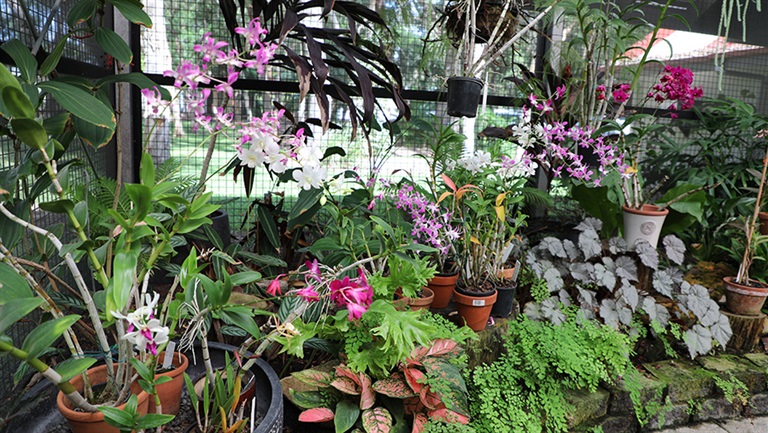 Inside the Orchid House in Hervey Bay Botanic Gardens